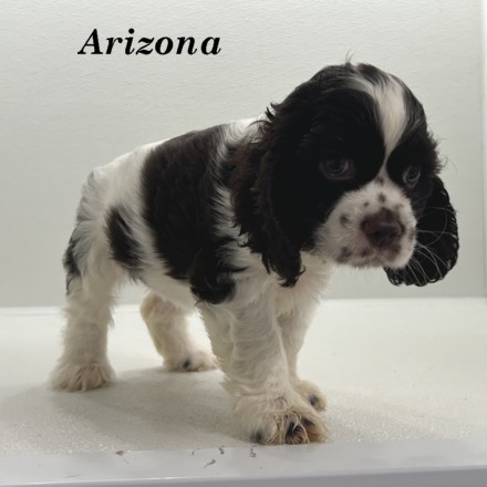 puppy, for, sale, Cocker Spaniel, Joe & Cherri  Overlease, dog, breeder, Miller, MO, dog-breeder, puppy-for-sale, forsale, nearby, find, puppyfind, locator, puppylocator, aca